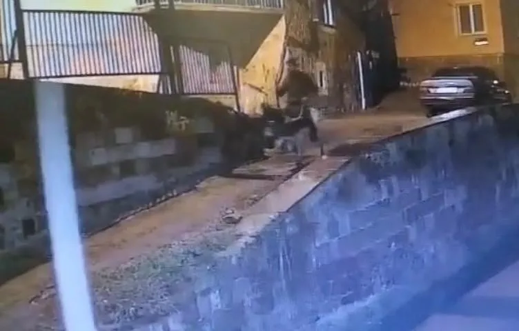 Forklifle gelmiş, eşekle kaçmış